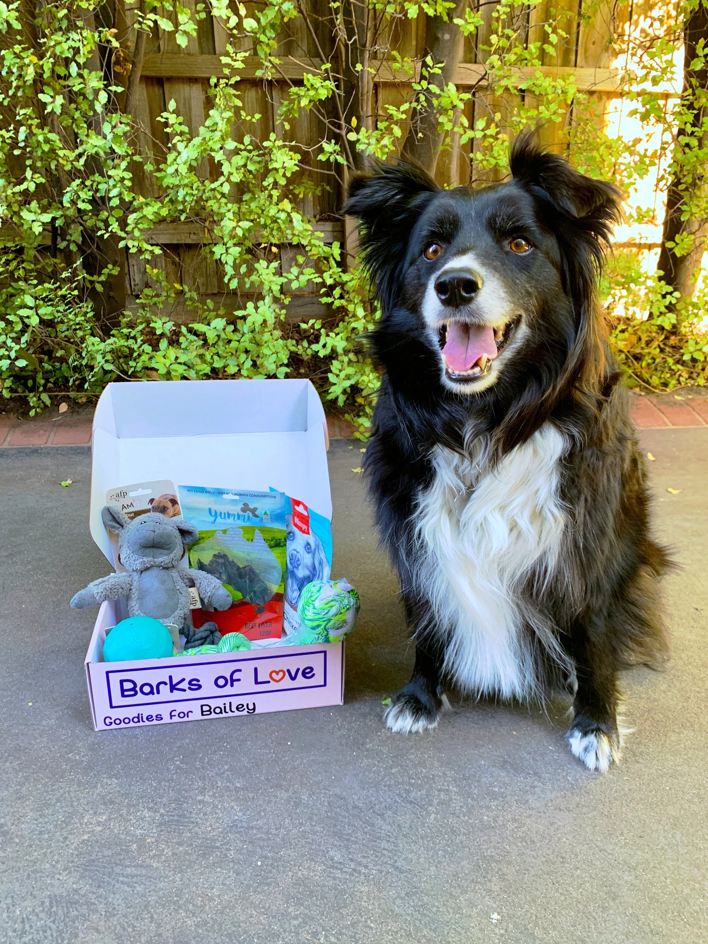 Bailey's Box - Medium Dogs