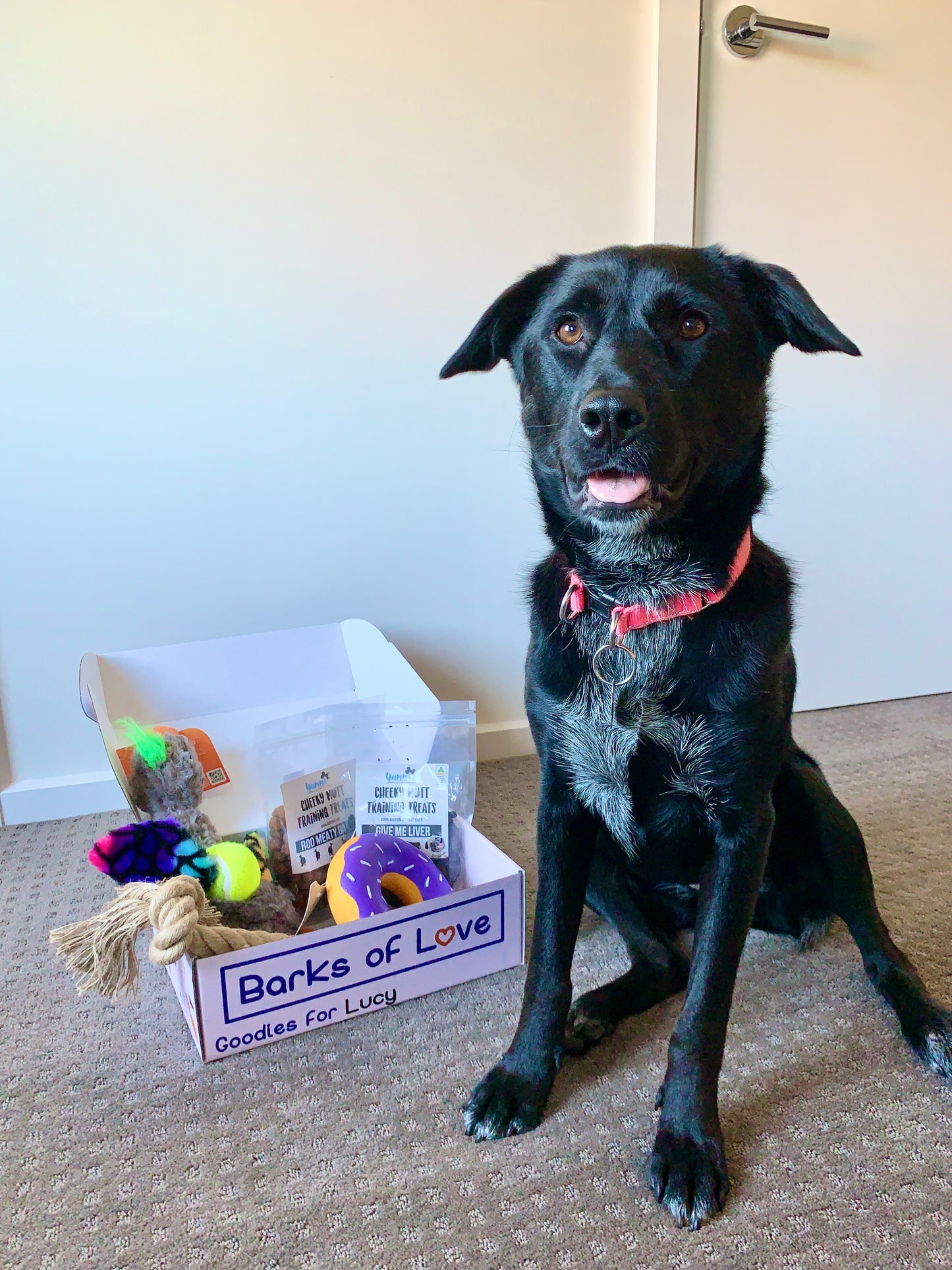 Lucy s Box Interactive Barks of Love Pre made Subscription Dog Boxes